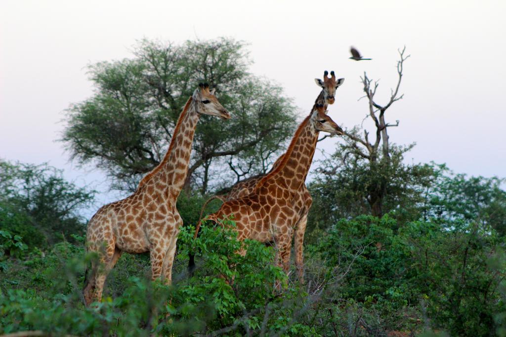 Mtomeni Safari Camp Hotel Phalaborwa Exterior photo